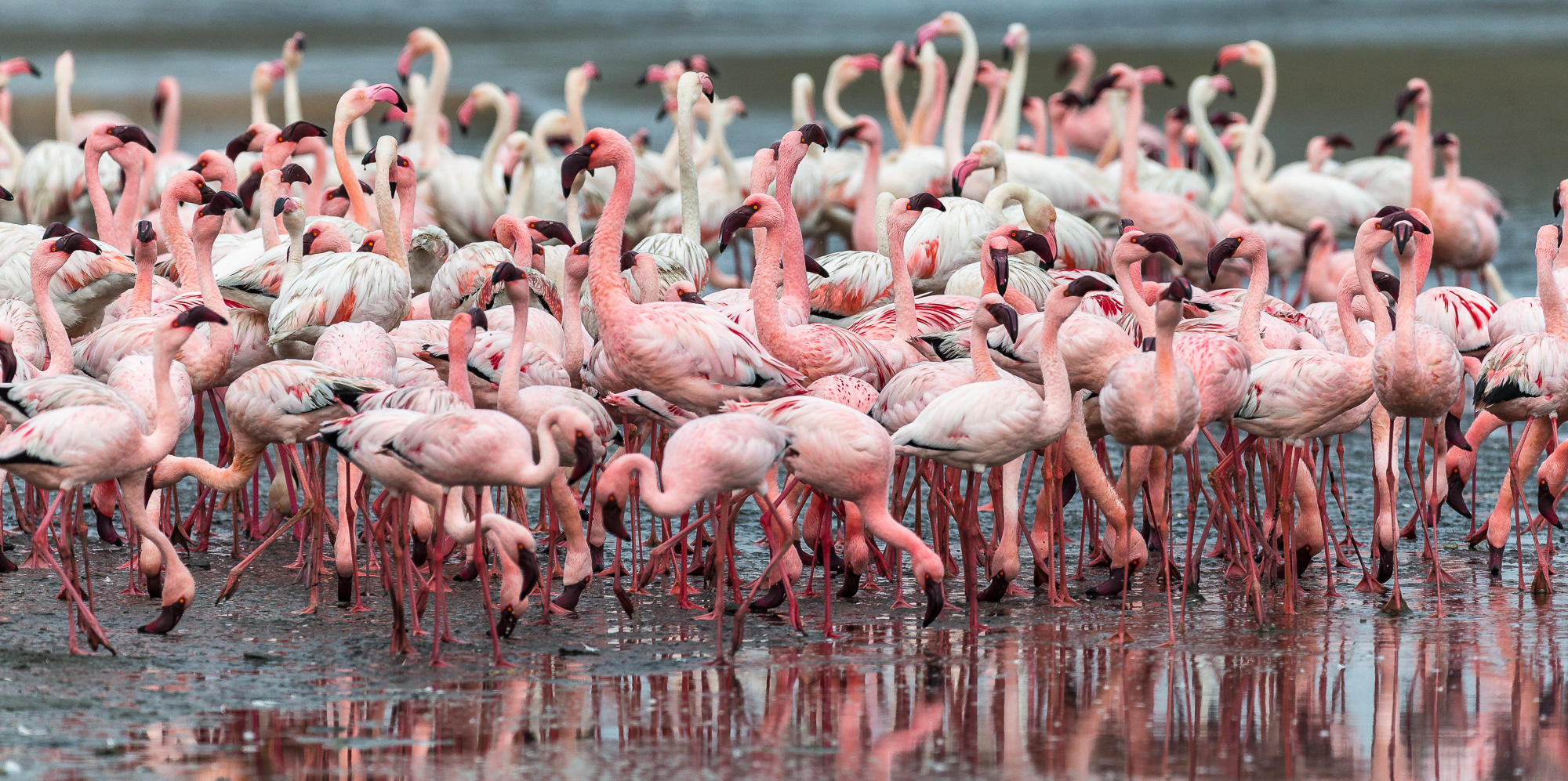 Flamingos at Lake Nakuru
