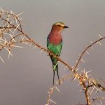 Bee eater