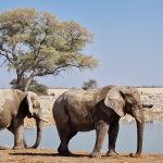 Elephants Waterhole