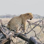 Leopard on tree