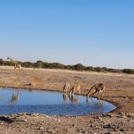 Waterhole with Giraffe